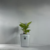 Money Plant Green (Pothos, Epipremnum aureum)